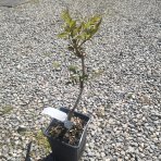 Trúbkovec krížený (Campsis × tagliabuana) 'Madame Galen' - výška 40-70 cm, kont. C1.5L